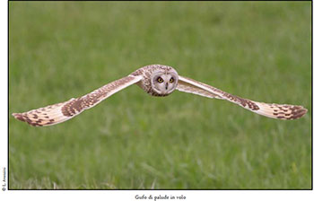 Birdwatching Ai Gufi Consigli Per L Identificazione Dei Rapaci Notturni