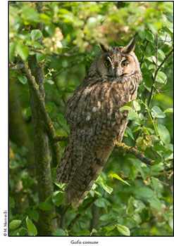 Birdwatching Ai Gufi Consigli Per L Identificazione Dei Rapaci Notturni