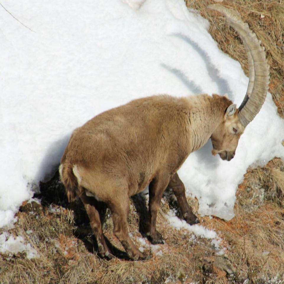 Parco Gran Paradiso