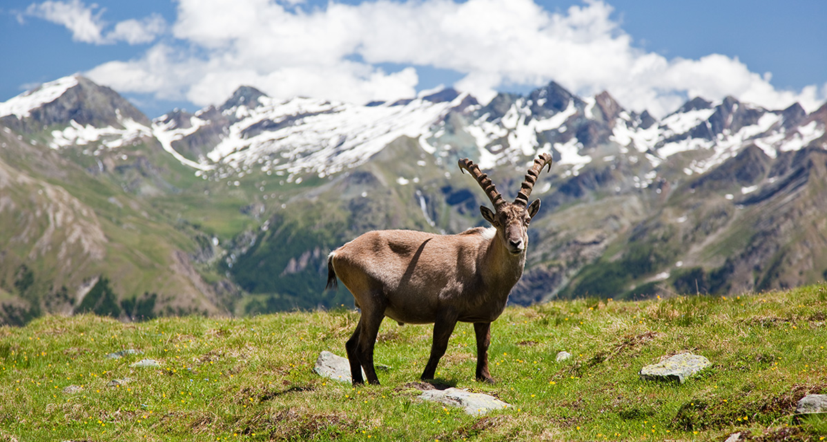 natura animali e uomo